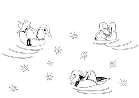 Mandarin Ducks Coloring Page